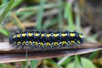 Callimorpha dominula