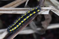Callimorpha dominula