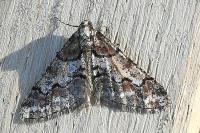 Agriopis leucophaearia