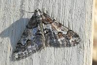 Agriopis leucophaearia