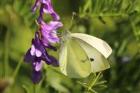 Pieris rapae