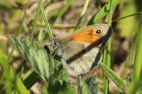 Coenonympha pamphilus