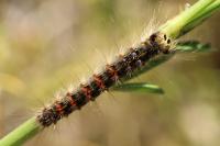 Lymantria dispar
