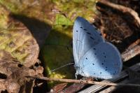 Celastrina argiolus