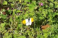 Anthocharis cardamines