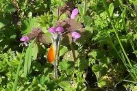 Anthocharis cardamines
