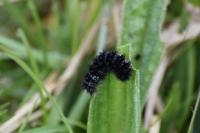 Melitaea cinxia