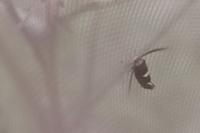Incurvaria masculella