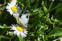 Anthocharis cardamines