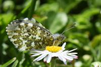 Anthocharis cardamines
