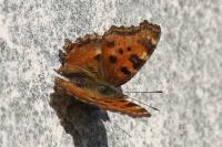 Nymphalis polychloros