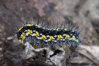 Callimorpha dominula