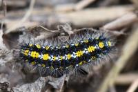 Callimorpha dominula