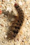 Arctia villica