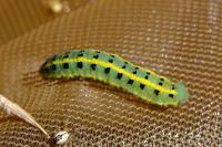 Colias alfacariensis