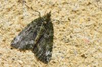 Chloroclysta siterata