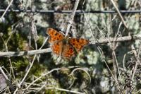Polygonia c-album