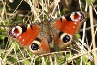Aglais io