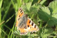 Aglais urticae