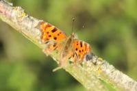 Polygonia c-album