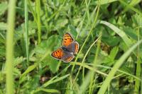 Lycaena phlaeas