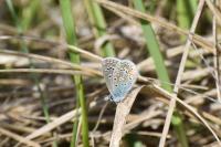 Polyommatus icarus