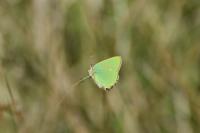 Callophrys rubi