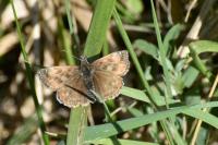 Erynnis tages