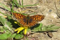 Boloria dia