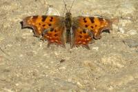 Polygonia c-album