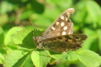Pararge aegeria