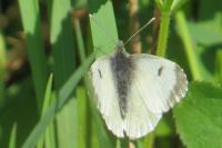 Pieris rapae