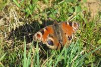 Aglais io