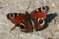 Aglais io