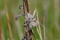 Aplocera efformata/plagiata