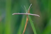 Emmelina monodactyla