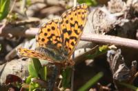 Boloria dia
