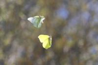 Gonepteryx rhamni