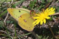 Colias alfacariensis