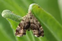 Anthophila fabriciana
