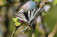 Iphiclides podalirius