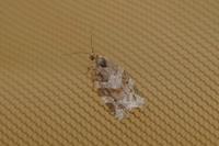 Argyrotaenia ljungiana