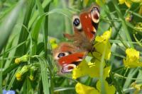 Aglais io
