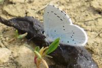 Celastrina argiolus