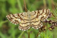 Ematurga atomaria