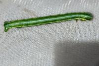 Pungeleria capreolaria