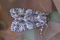 Acronicta rumicis