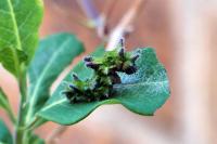 Limenitis reducta