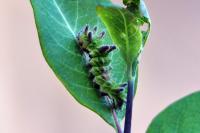 Limenitis reducta