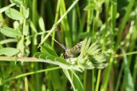 Chiasmia clathrata